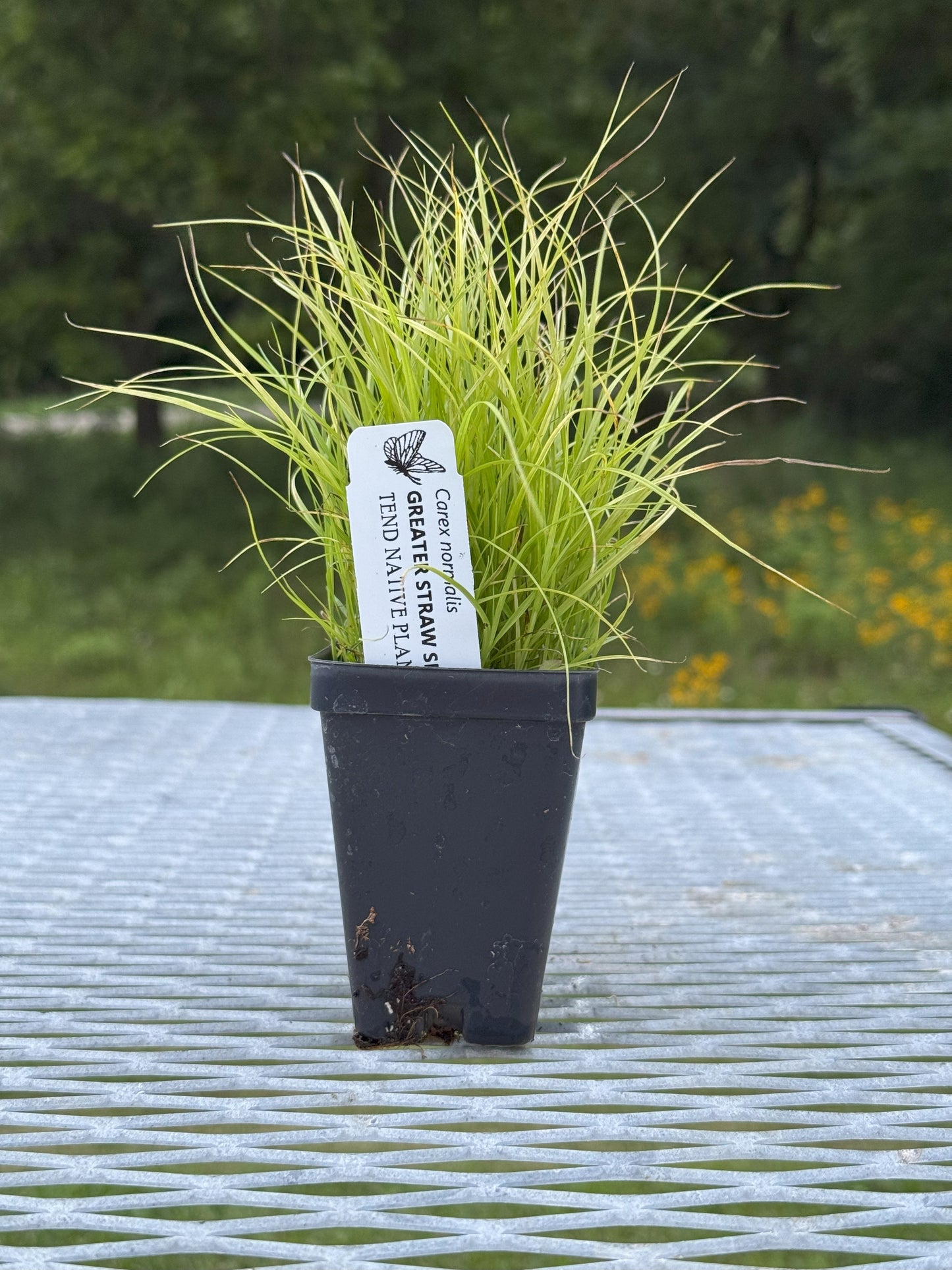 Carex normalis (greater straw sedge)