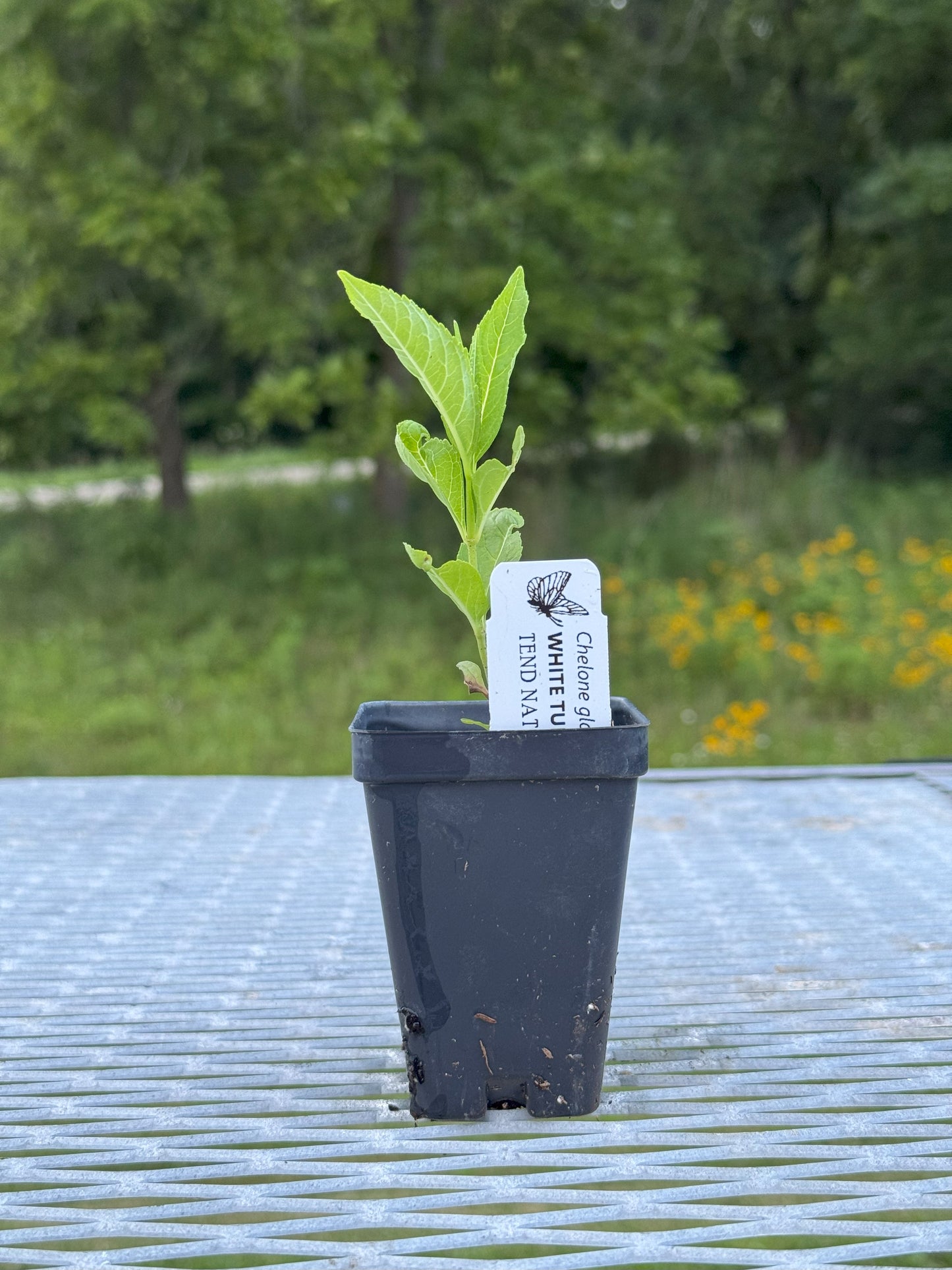 Chelone glabra (white turtlehead)