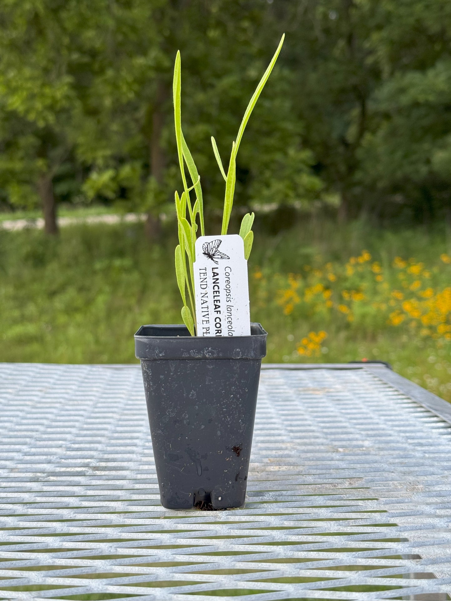 Coreopsis lanceolata (lance-leaf coreopsis)
