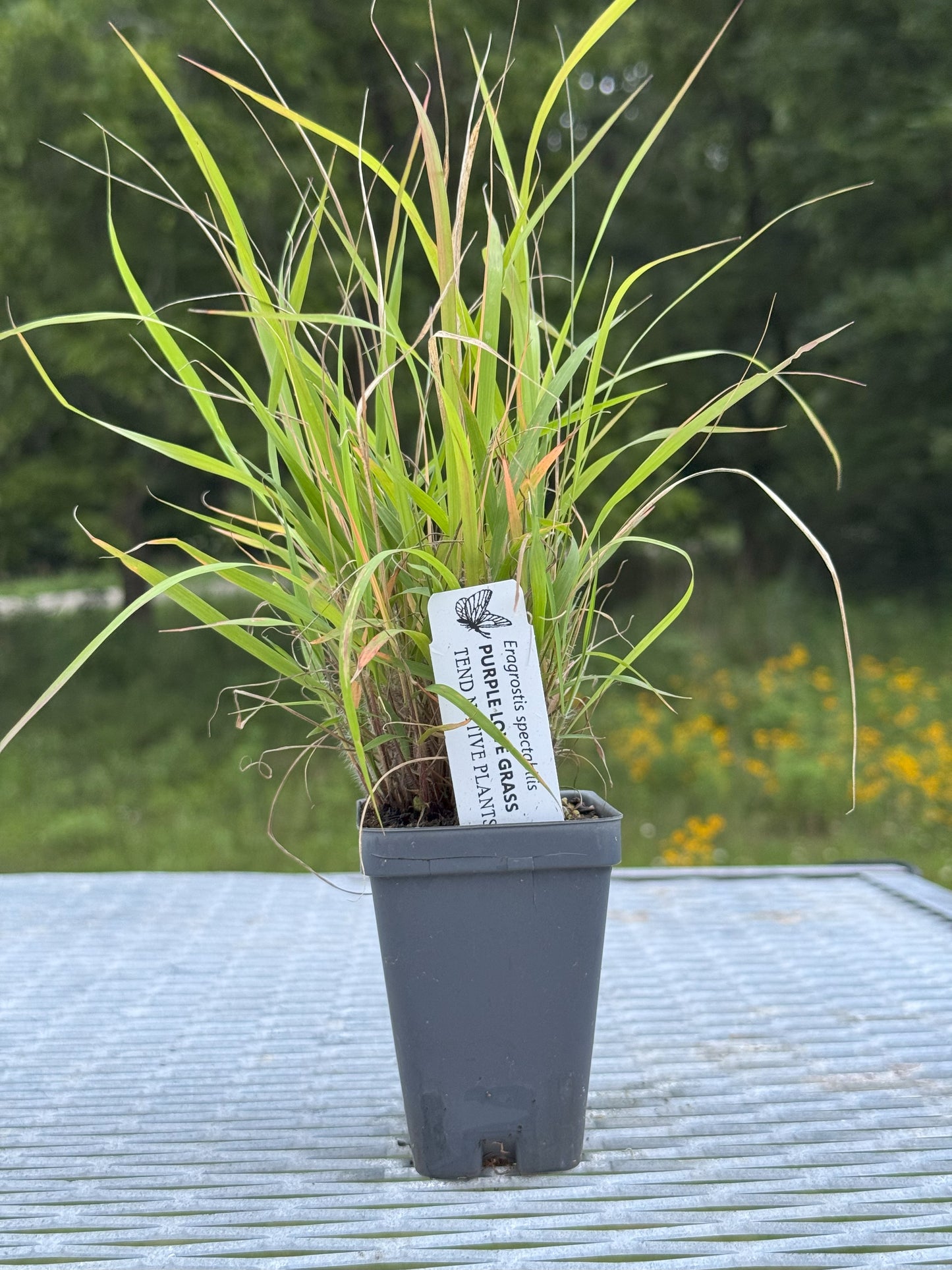Eragrostis spectabilis (purple love grass)