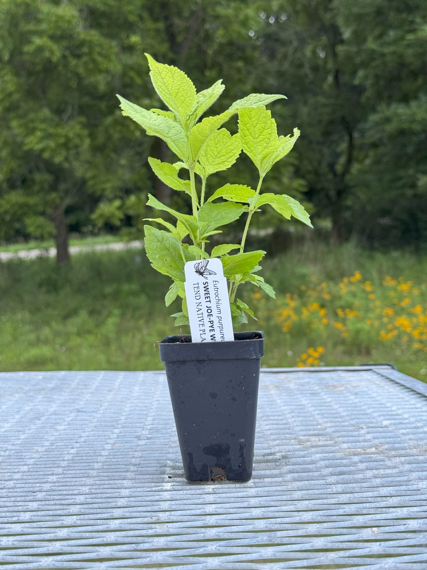 Eutrochium purpureum (sweet Joe-Pye weed)