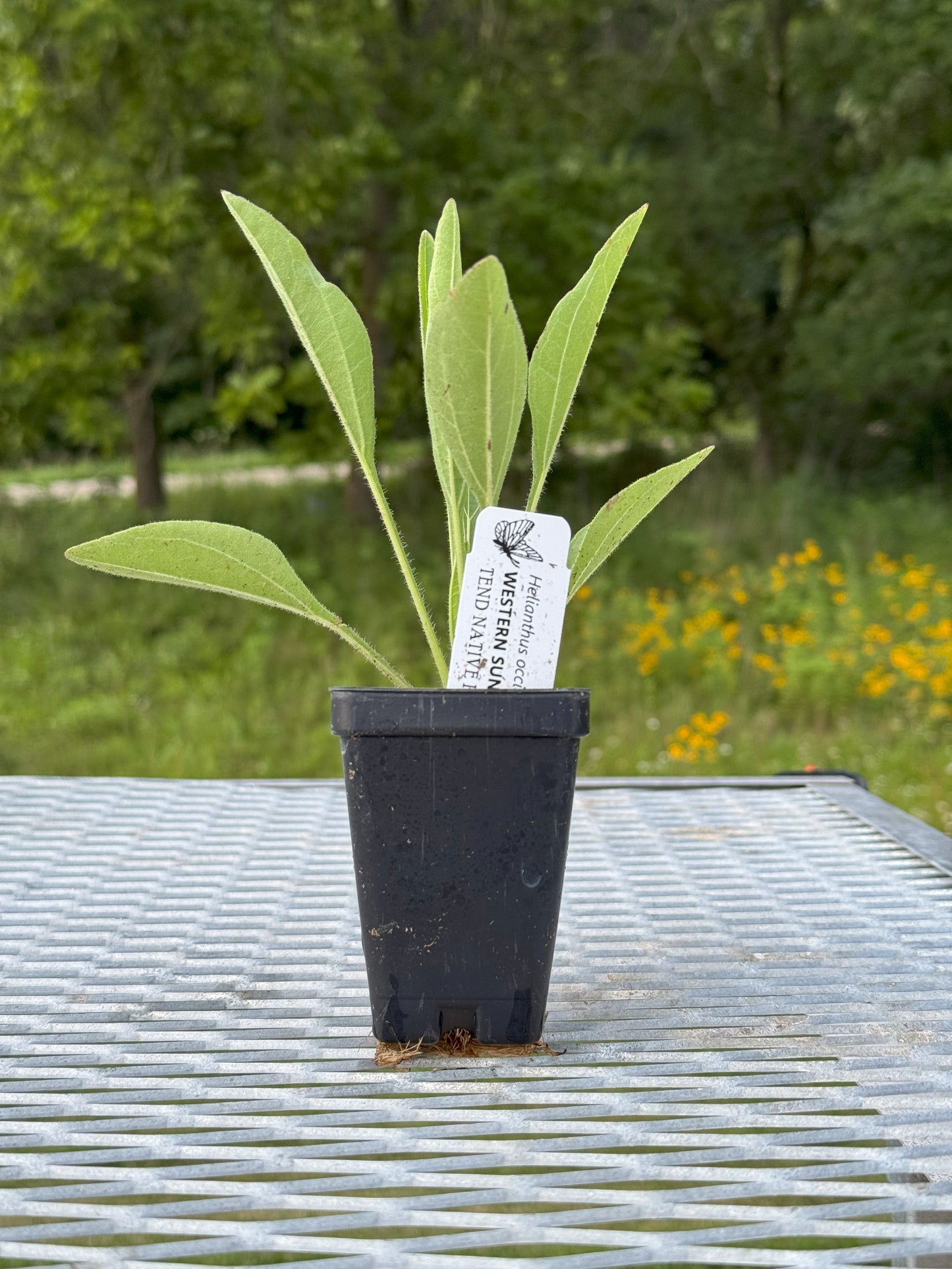 Helianthus occidentalis (western sunflower)