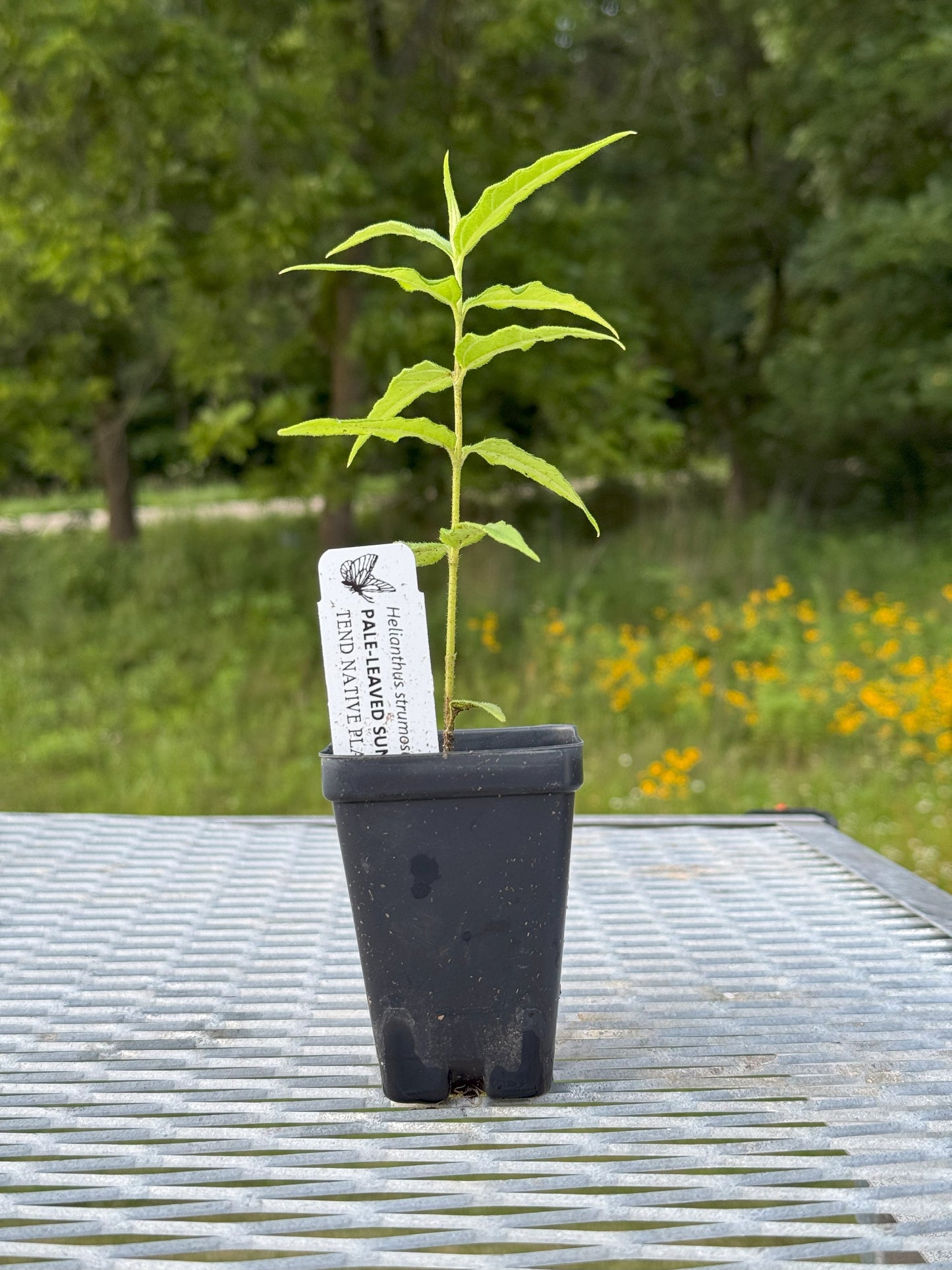 Helianthus strumosus (pale-leaved sunflower)