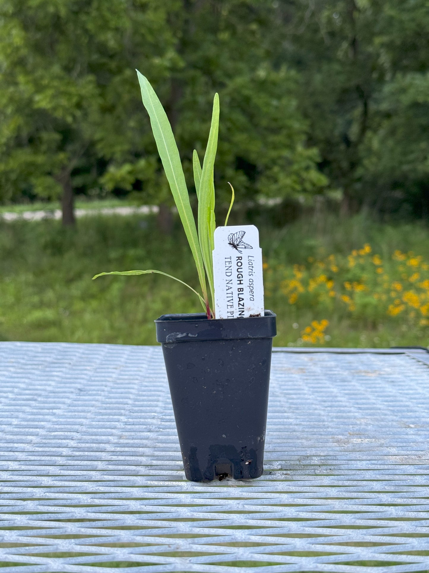 Liatris aspera (rough blazing star)