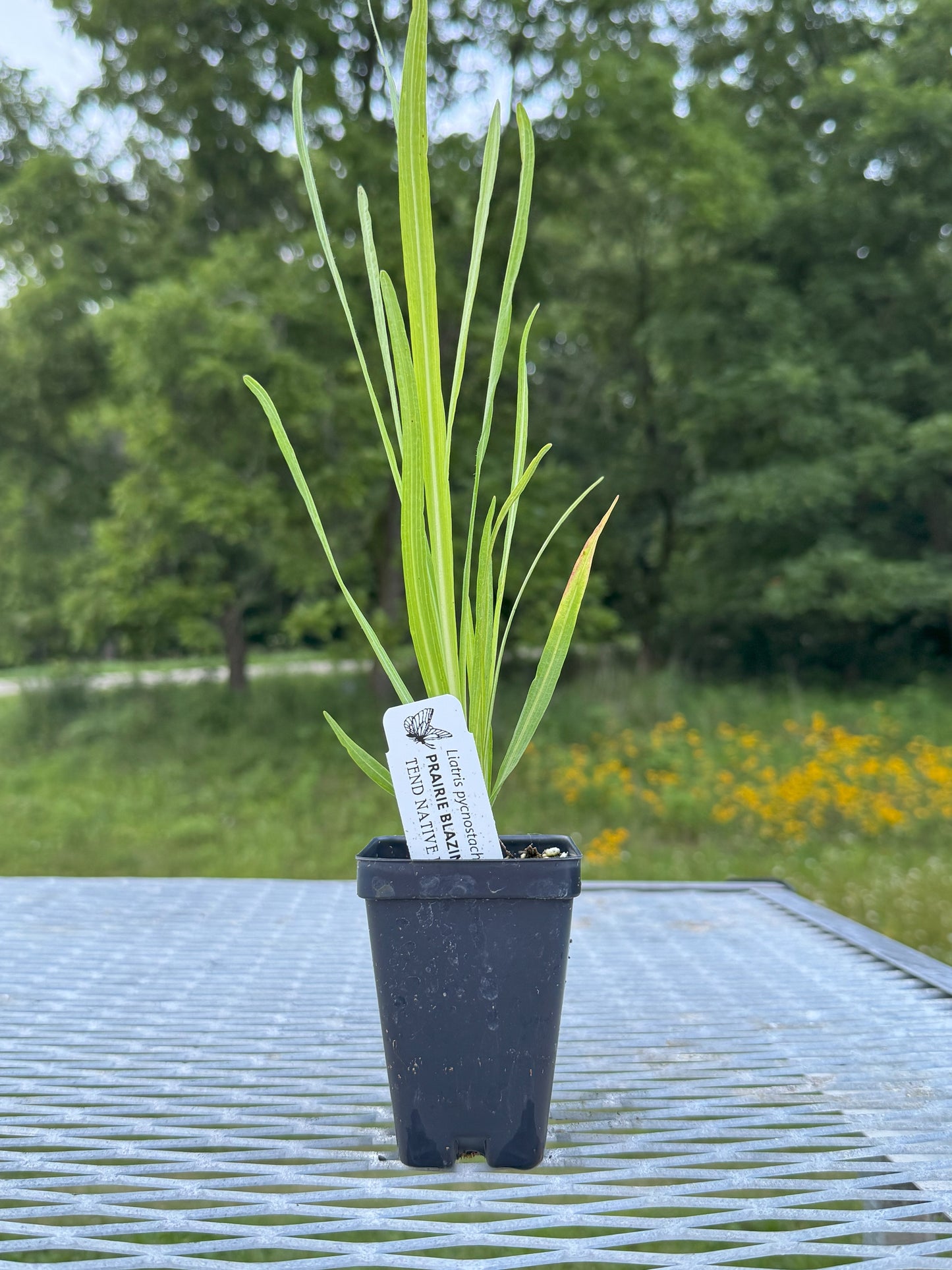 Liatris pycnostachya (prairie blazing star)