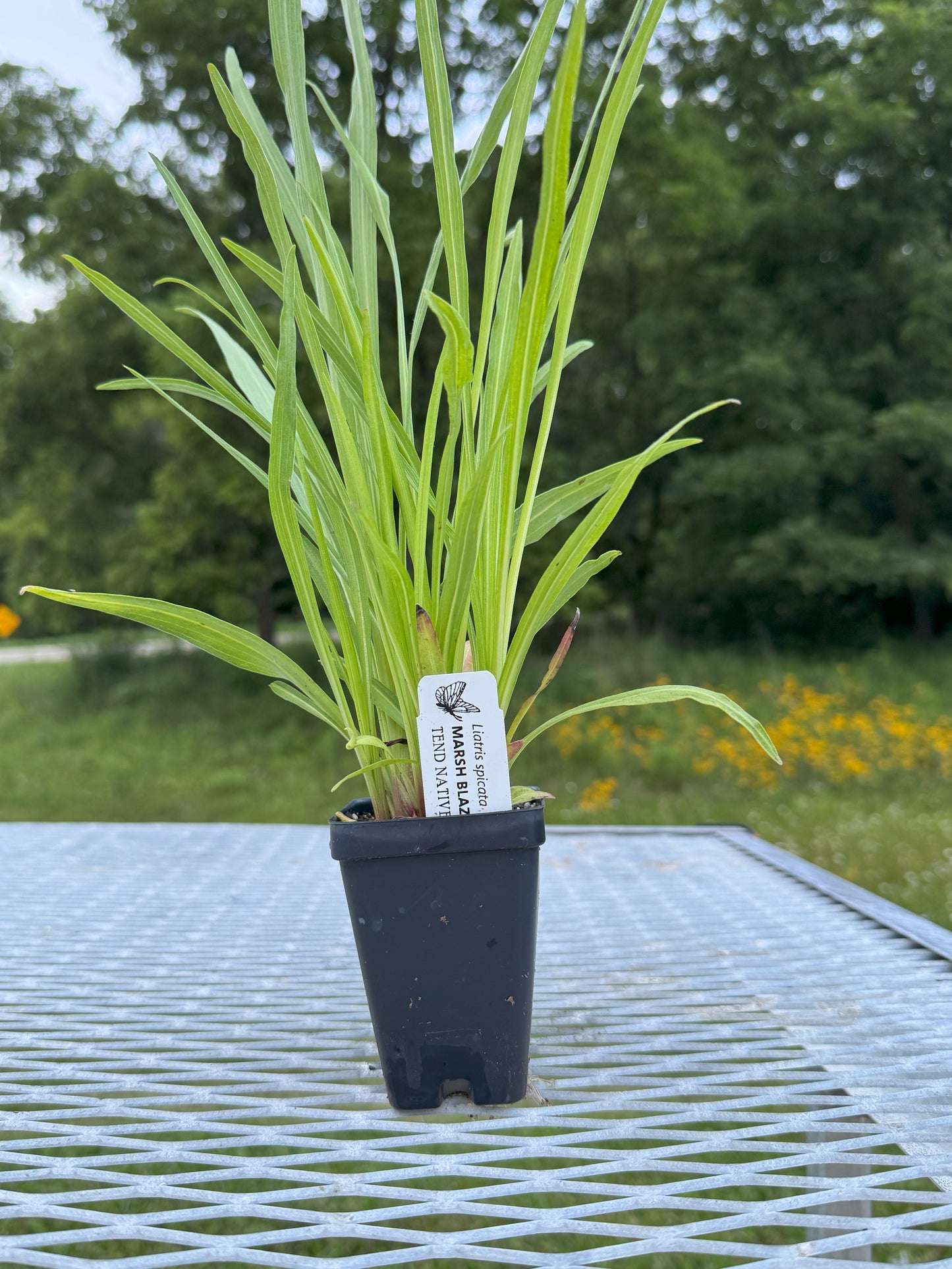 Liatris spicata (dense blazing star)