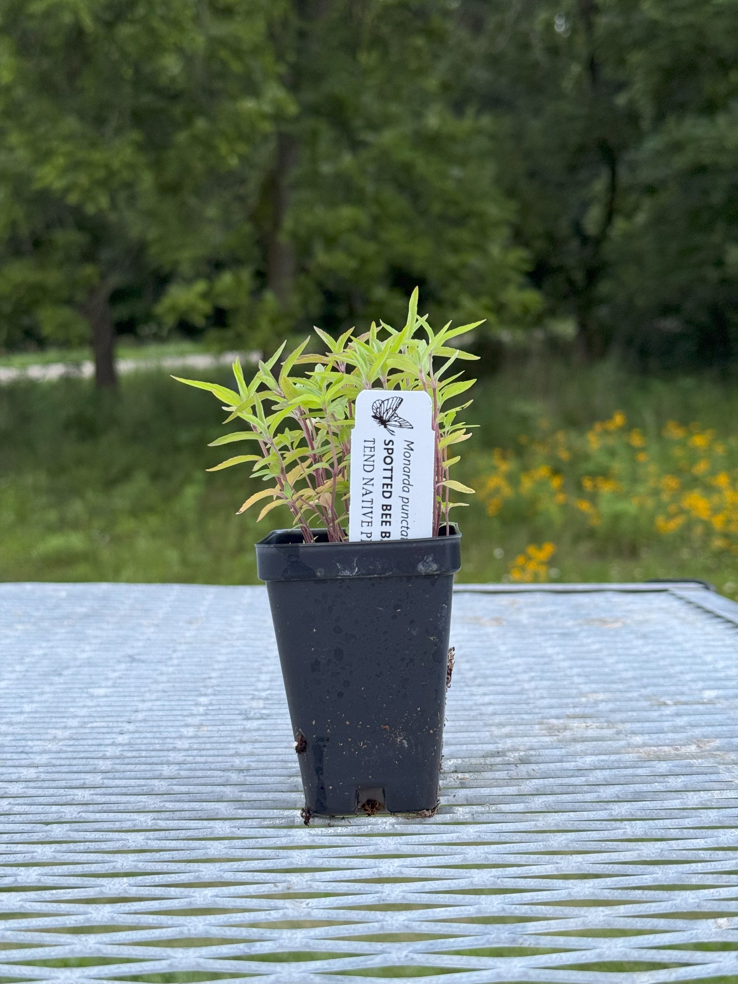 Monarda punctata (spotted bee balm)