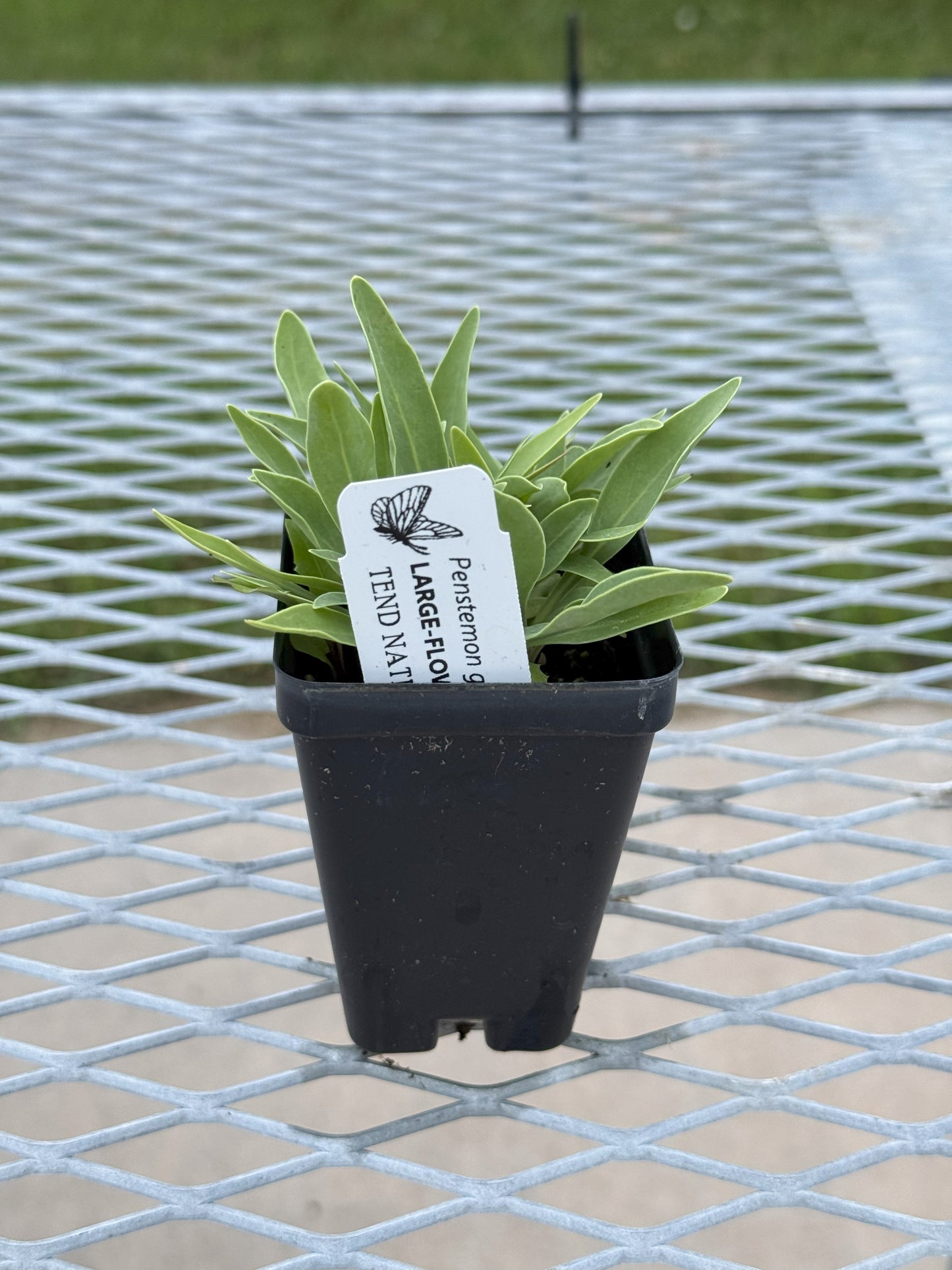 Penstemon grandiflorus (large-flowered beardtongue)