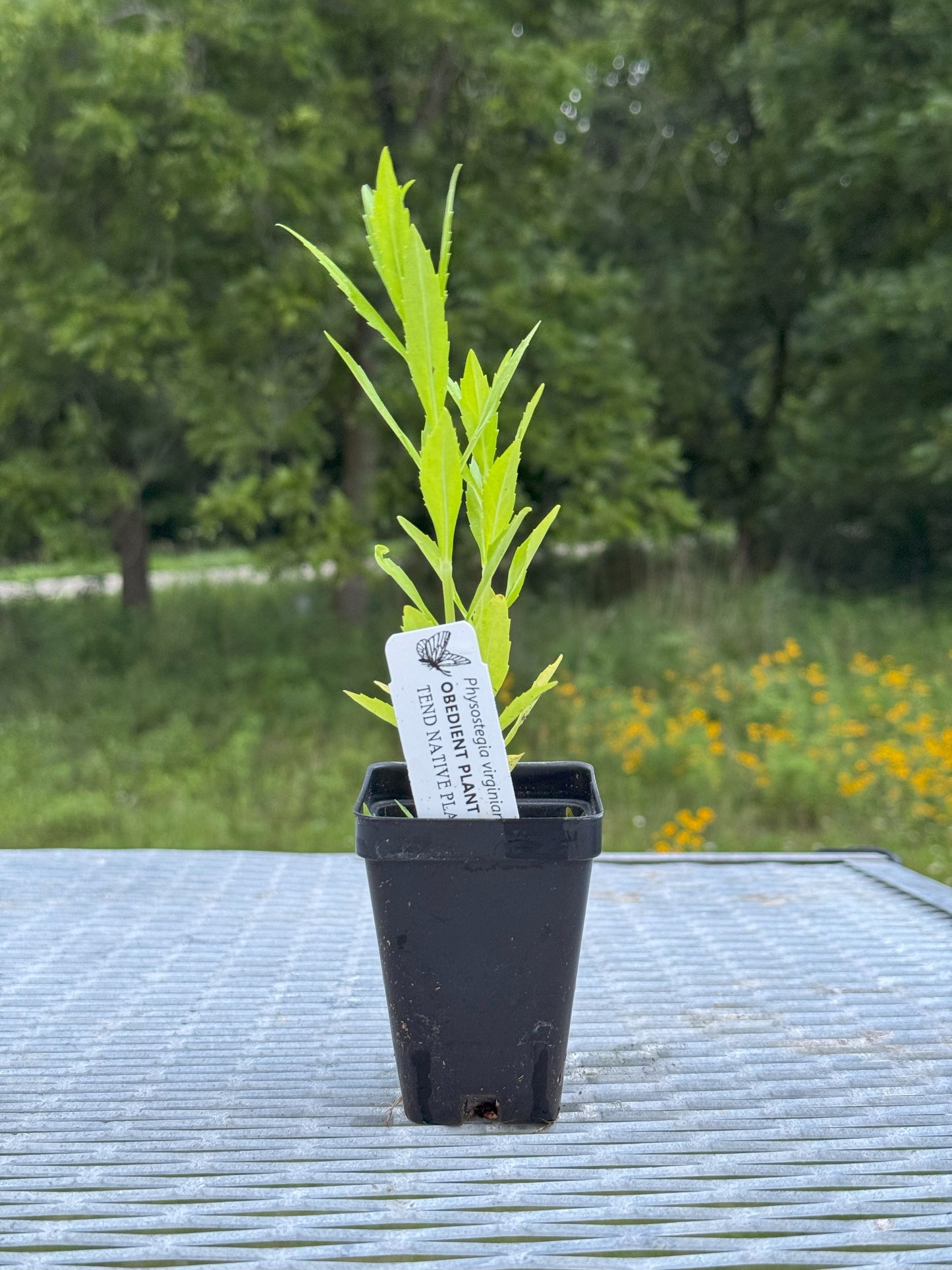 Physostegia virginiana (obedient plant)