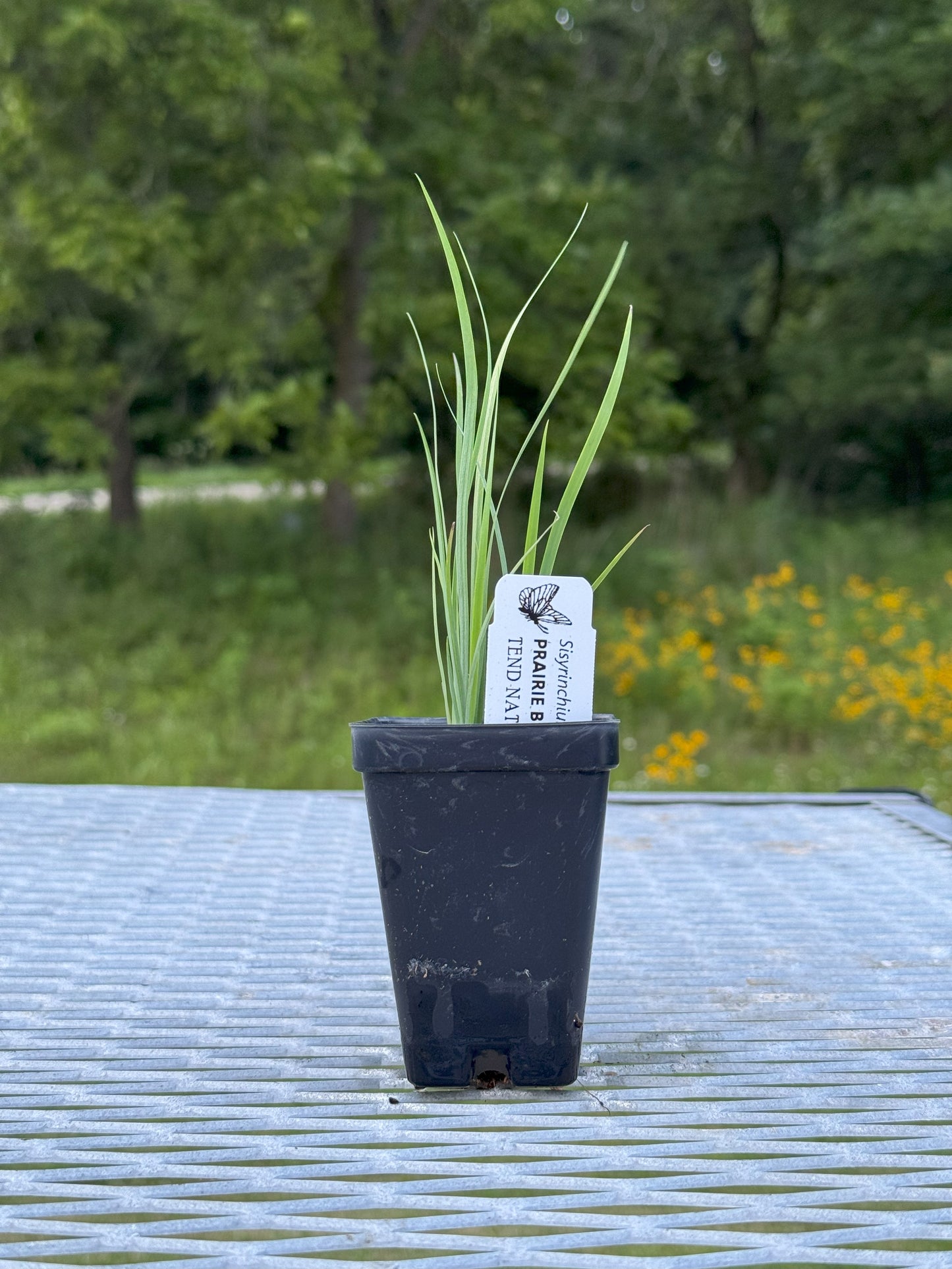 Sisyrinchium campestre (prairie blue-eyed grass)