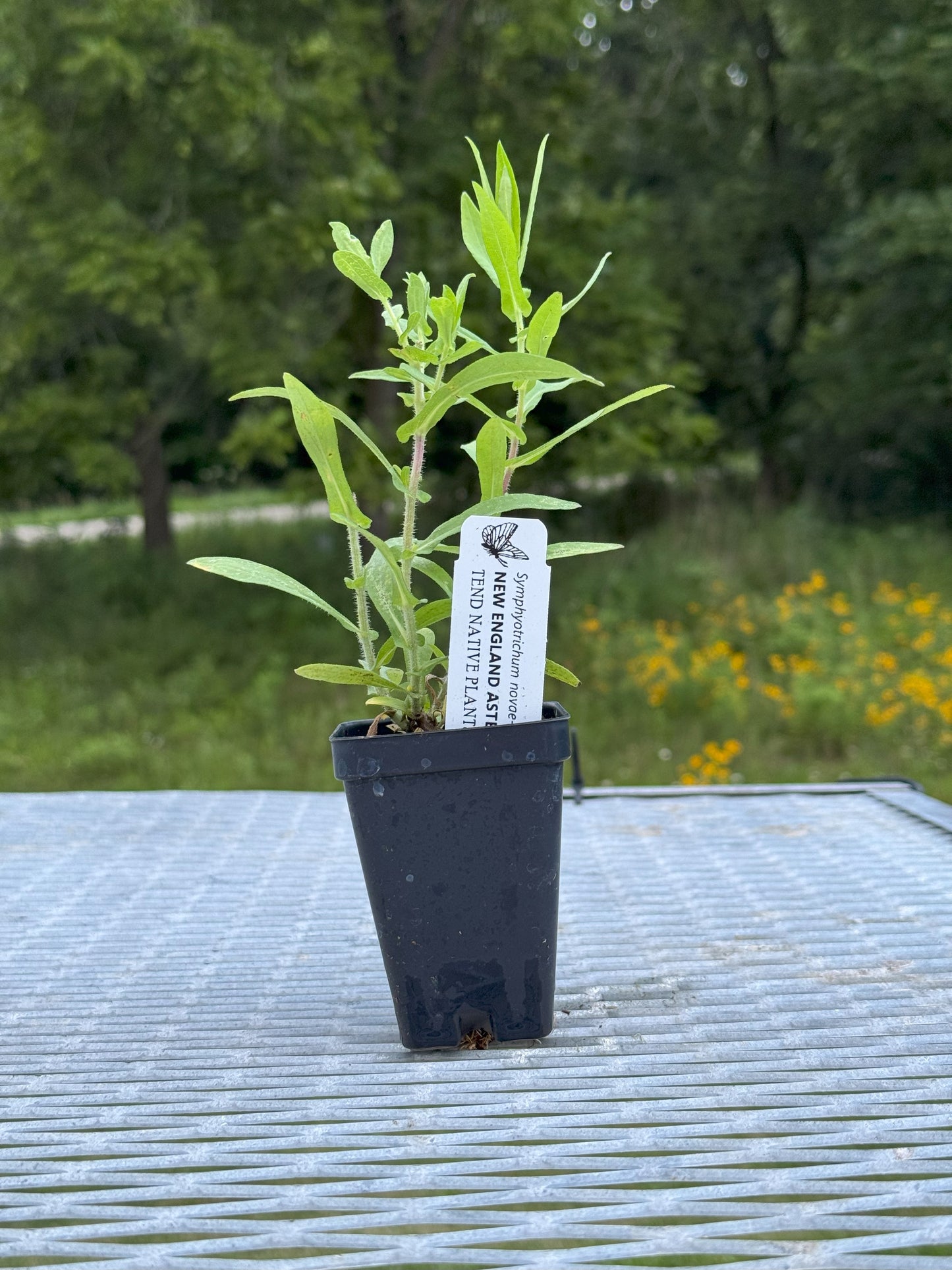 Symphyotrichum novae-angliae (New England aster)