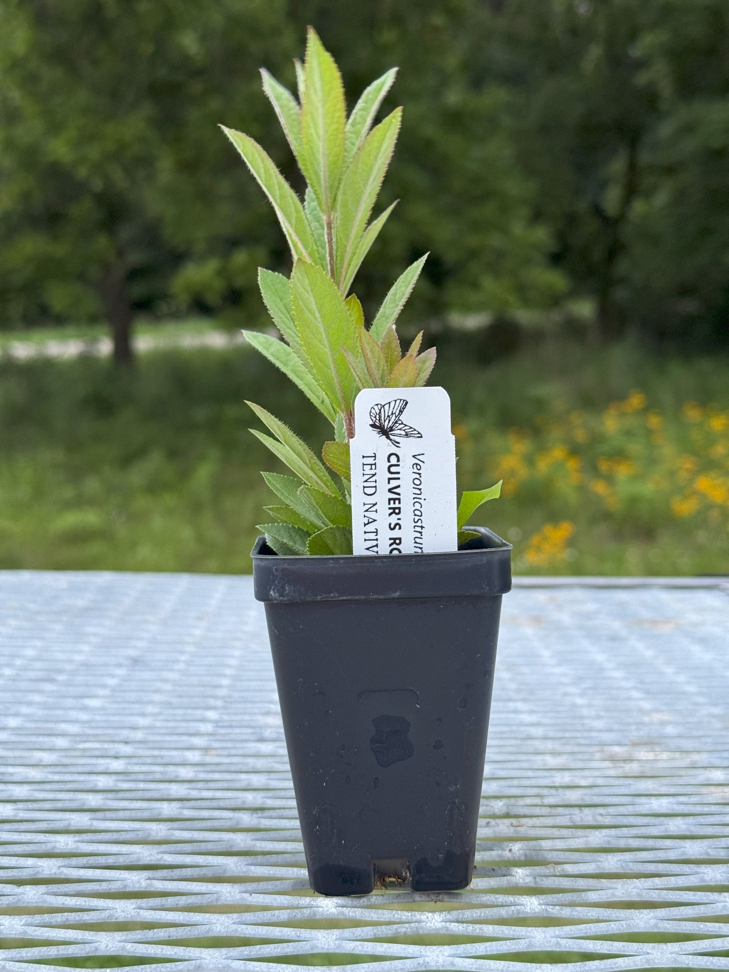 Veronicastrum virginicum (Culver's root)