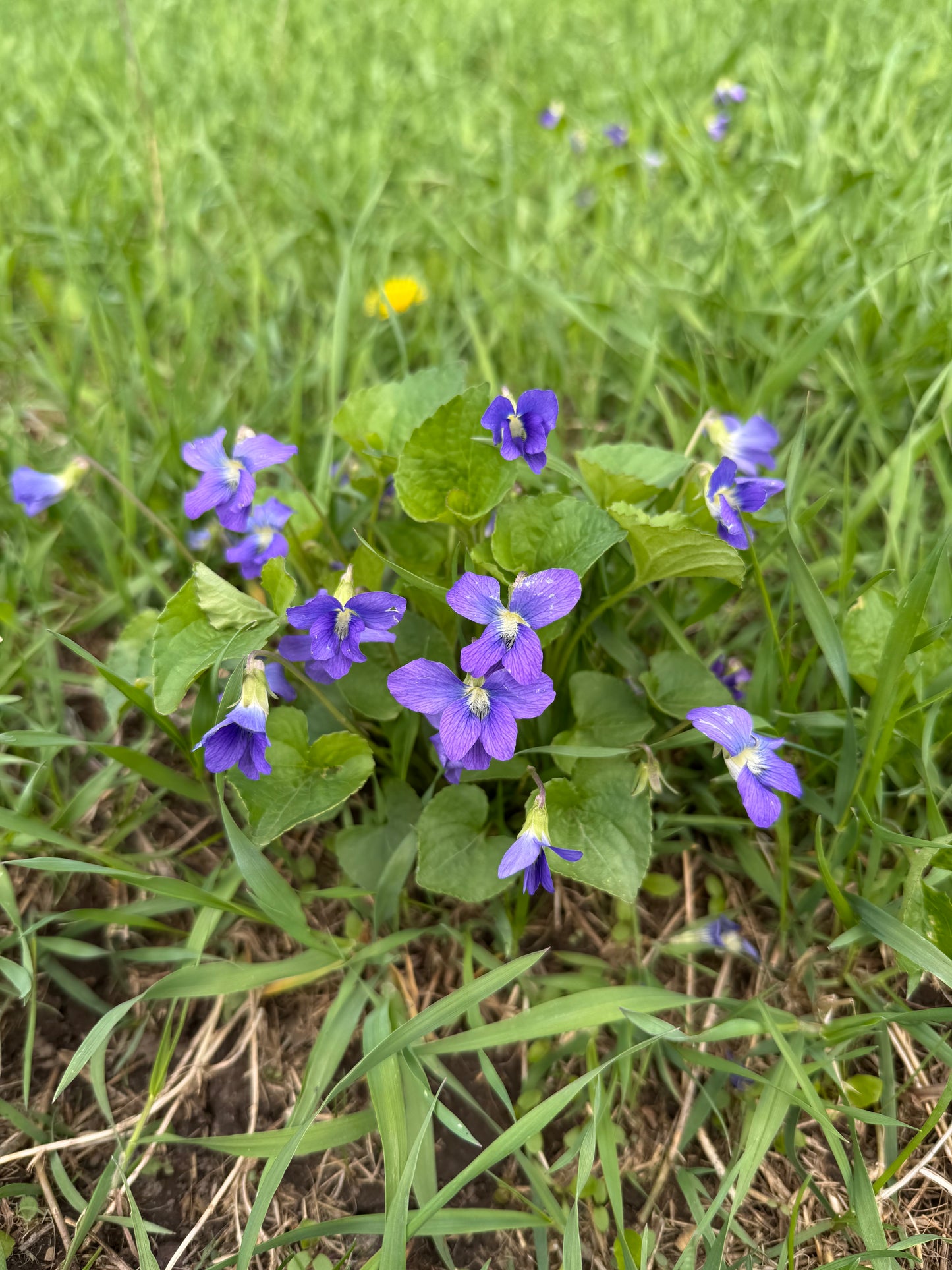 Soft Landings for Shade (16 Plants)