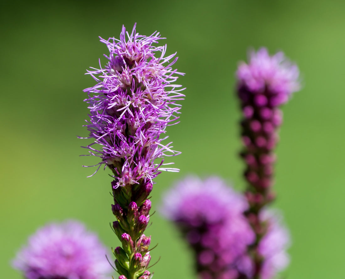 Spotlight on Liatris (Blazing Stars)