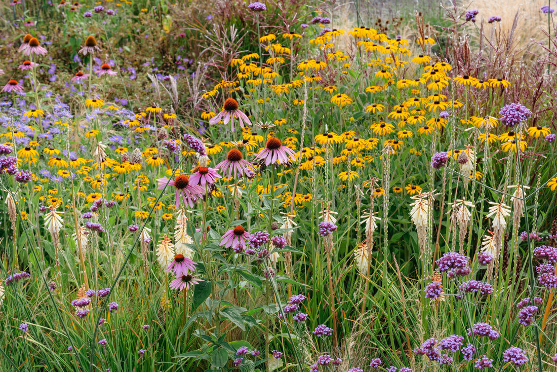 What are native plants?