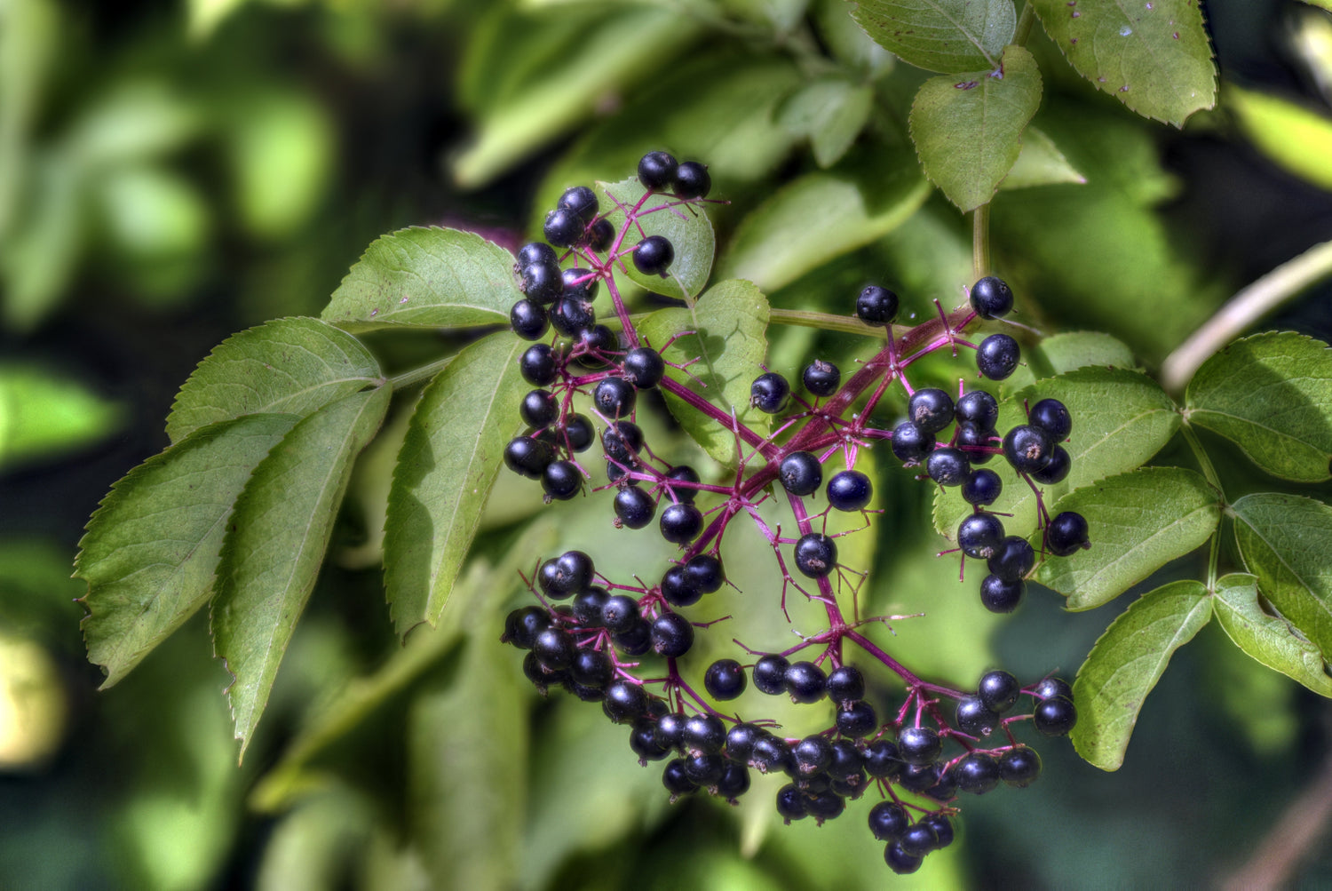 Shrubs