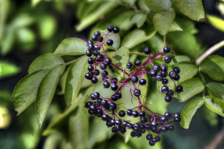 Shrubs