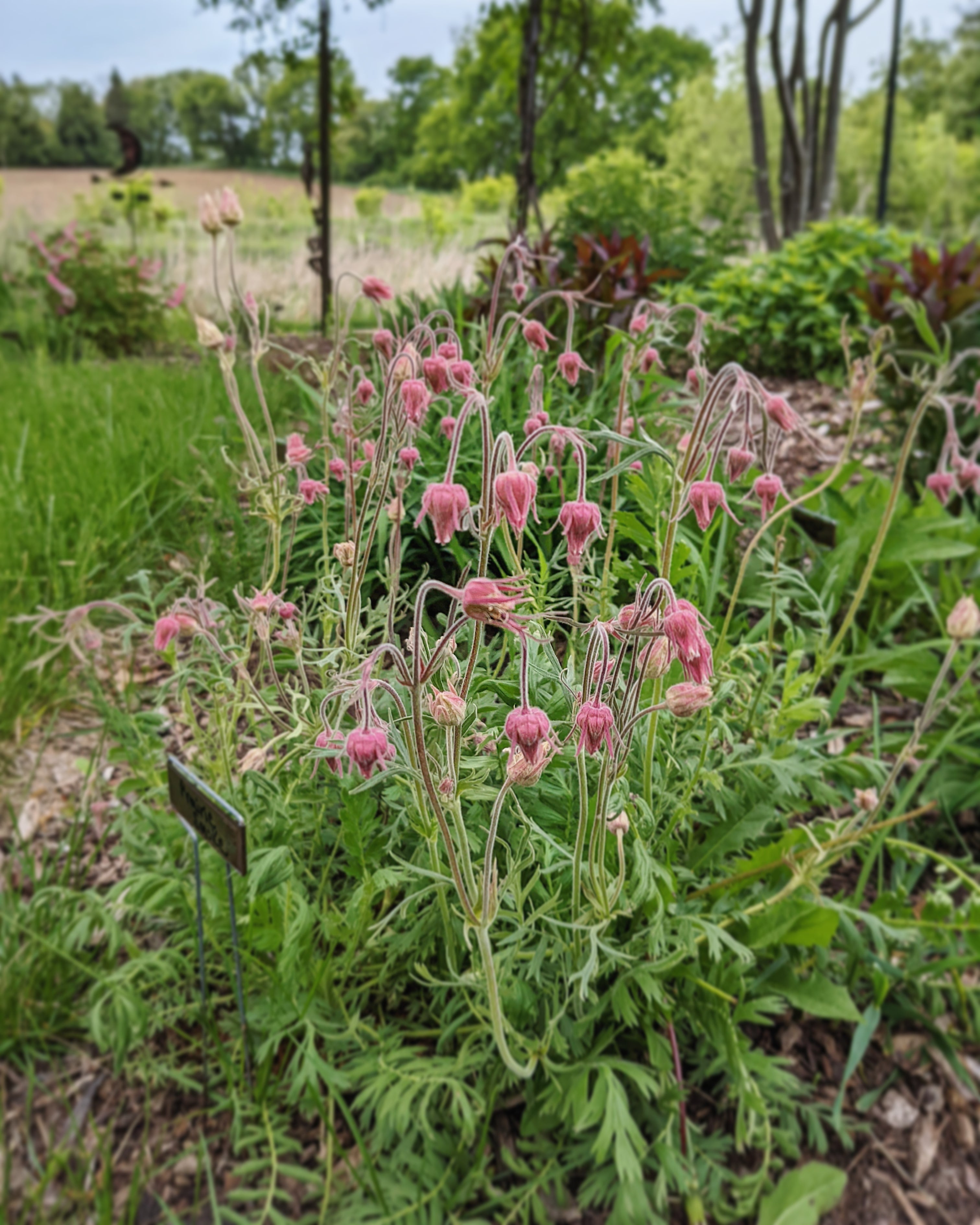 Restore habitat at home with native plants for Wisconsin – Tend Native ...