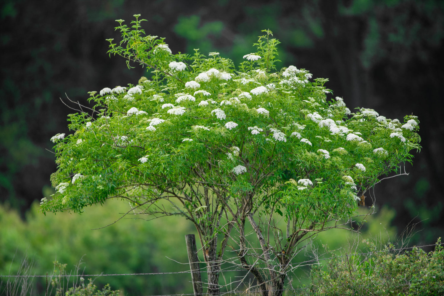 Shrubs