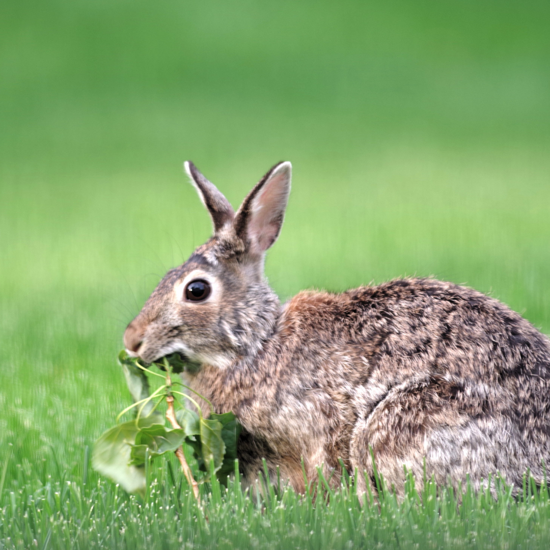 Rabbit-resistant