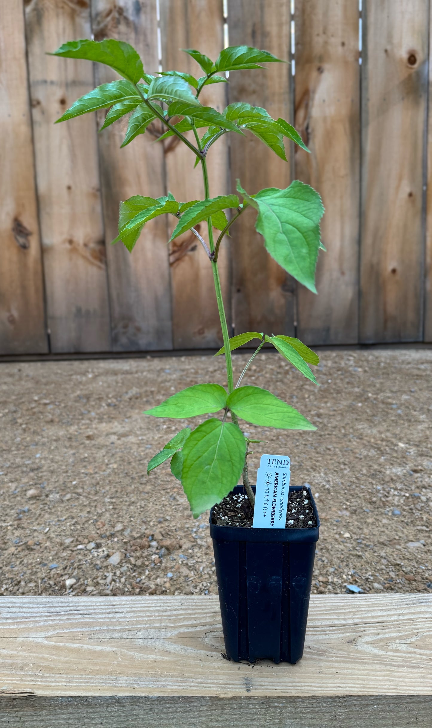 Sambucus canadensis (American elderberry)