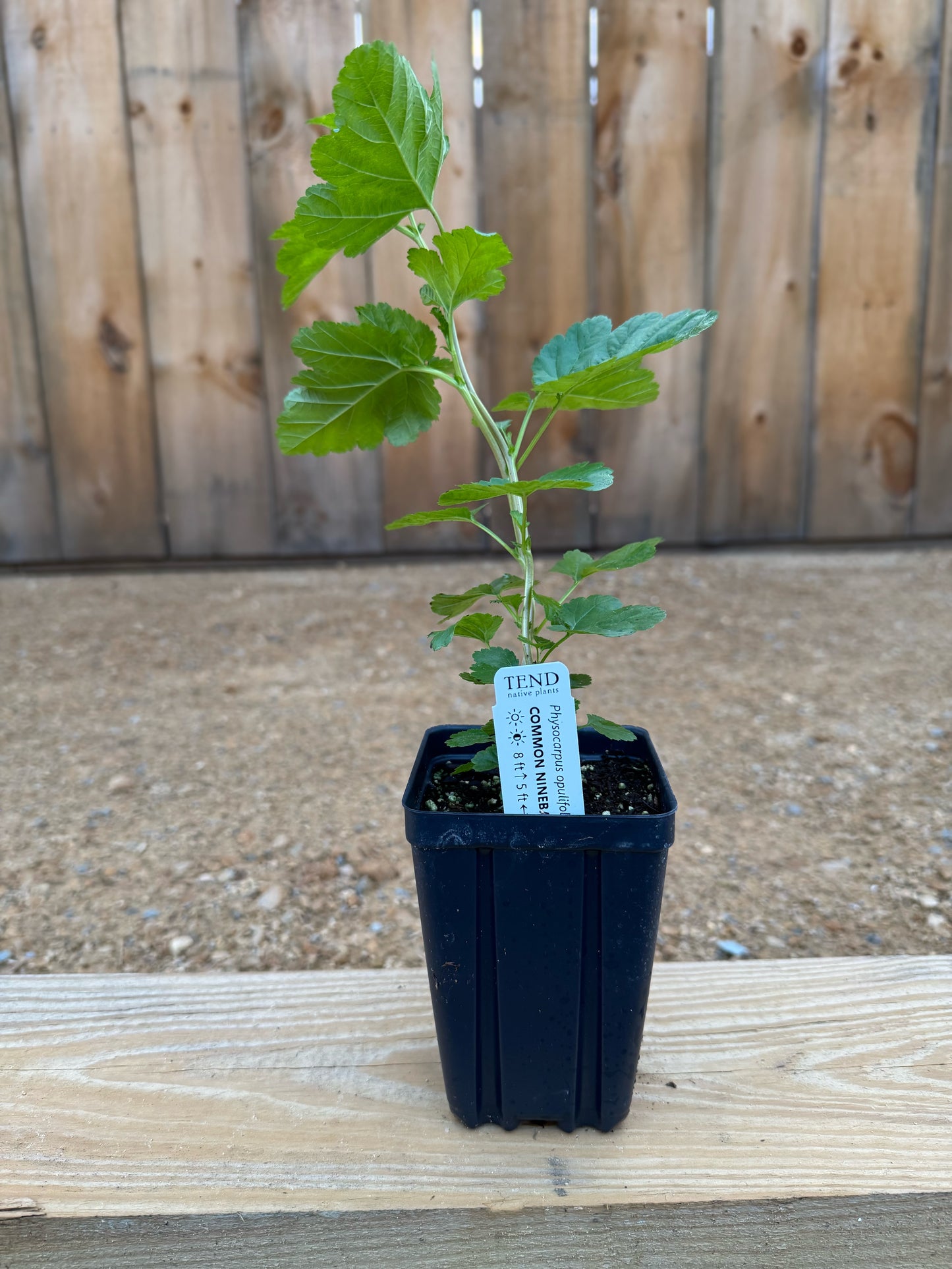 Physocarpus opulifolius (common ninebark)