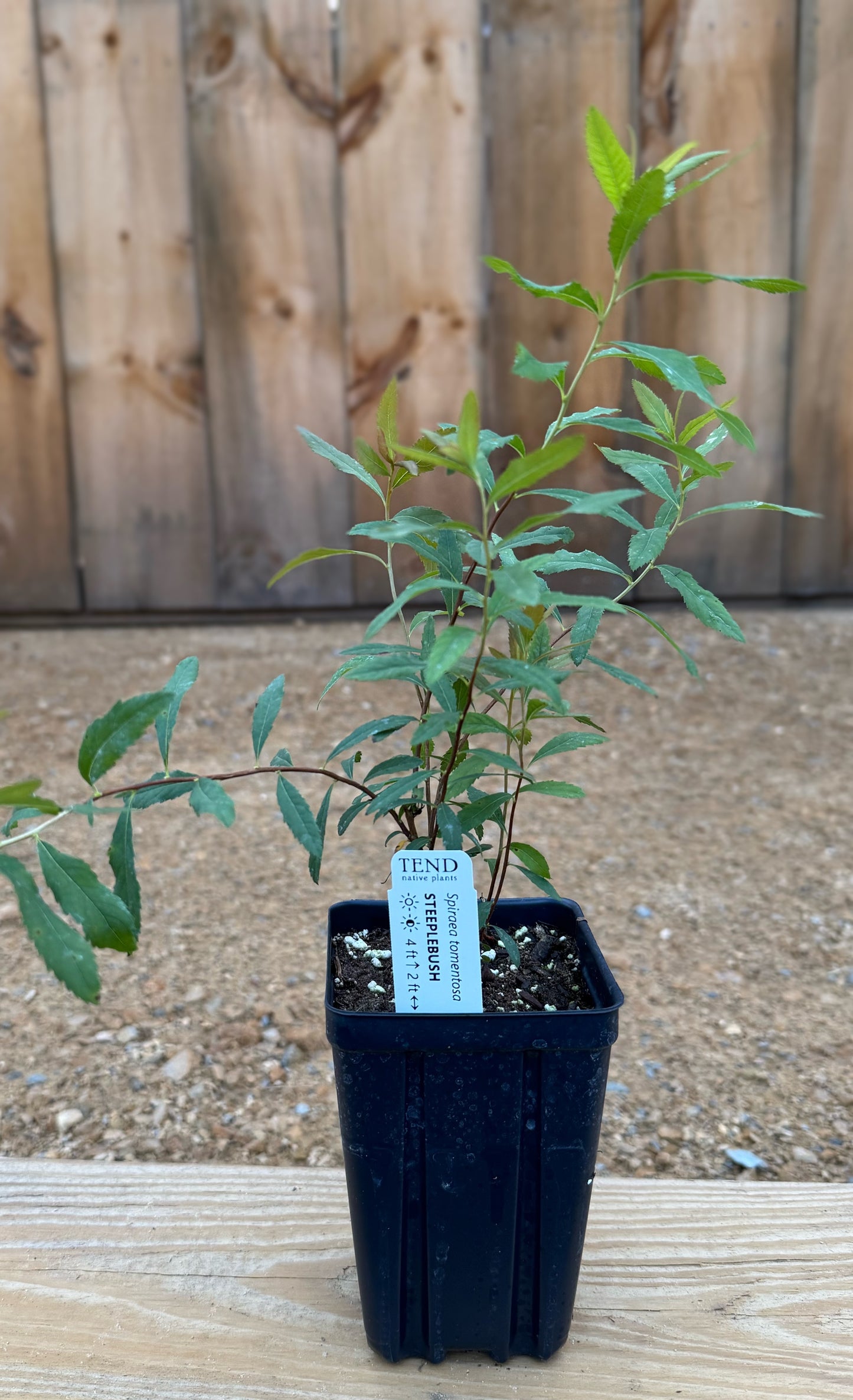 Spiraea tomentosa (steeplebush)