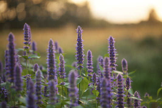 Agastache foeniculum (anise hyssop)