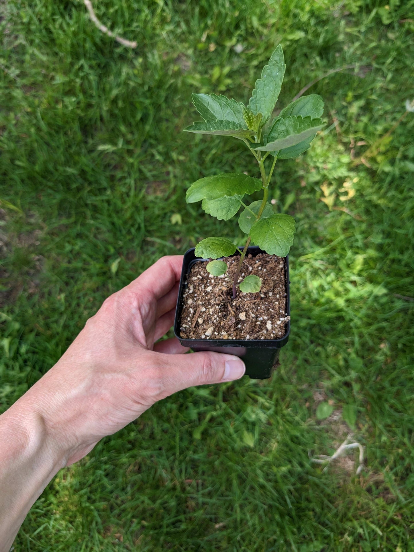 Agastache foeniculum (anise hyssop)