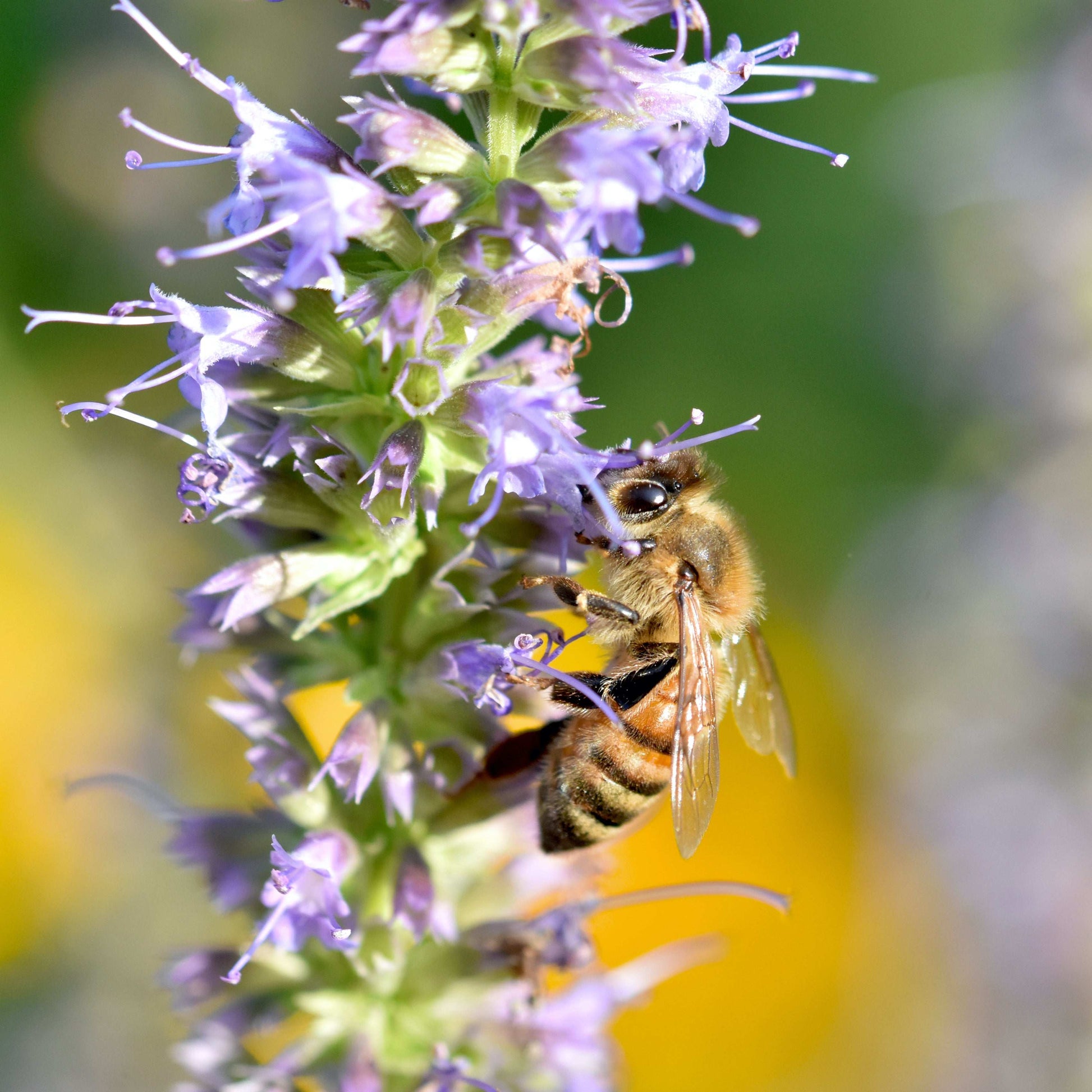 Agastache foeniculum (anise hyssop)