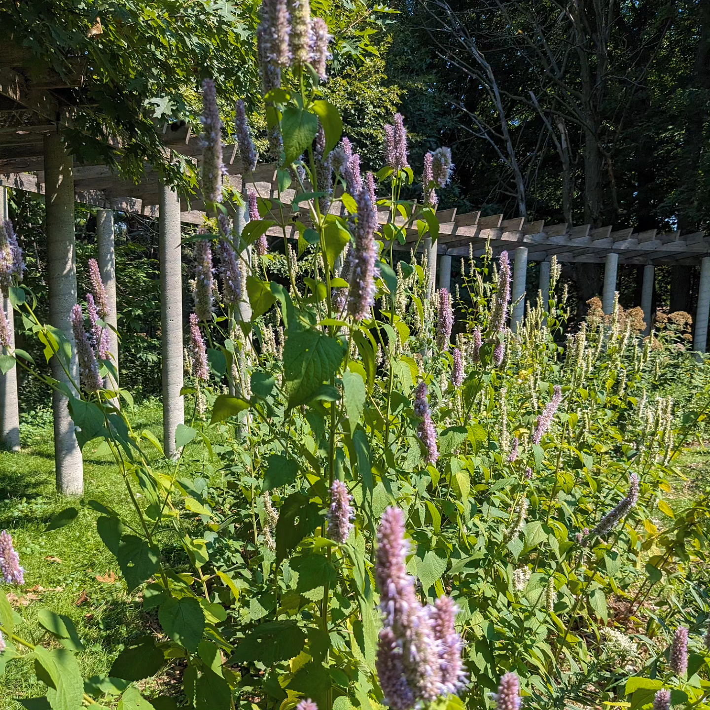 Agastache scrophulariifolia (purple giant hyssop)