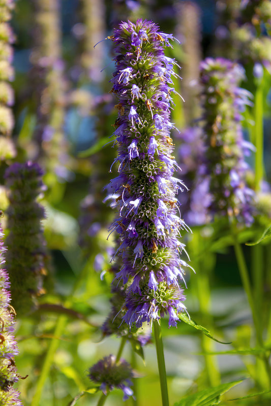 Agastache scrophulariifolia (purple giant hyssop)