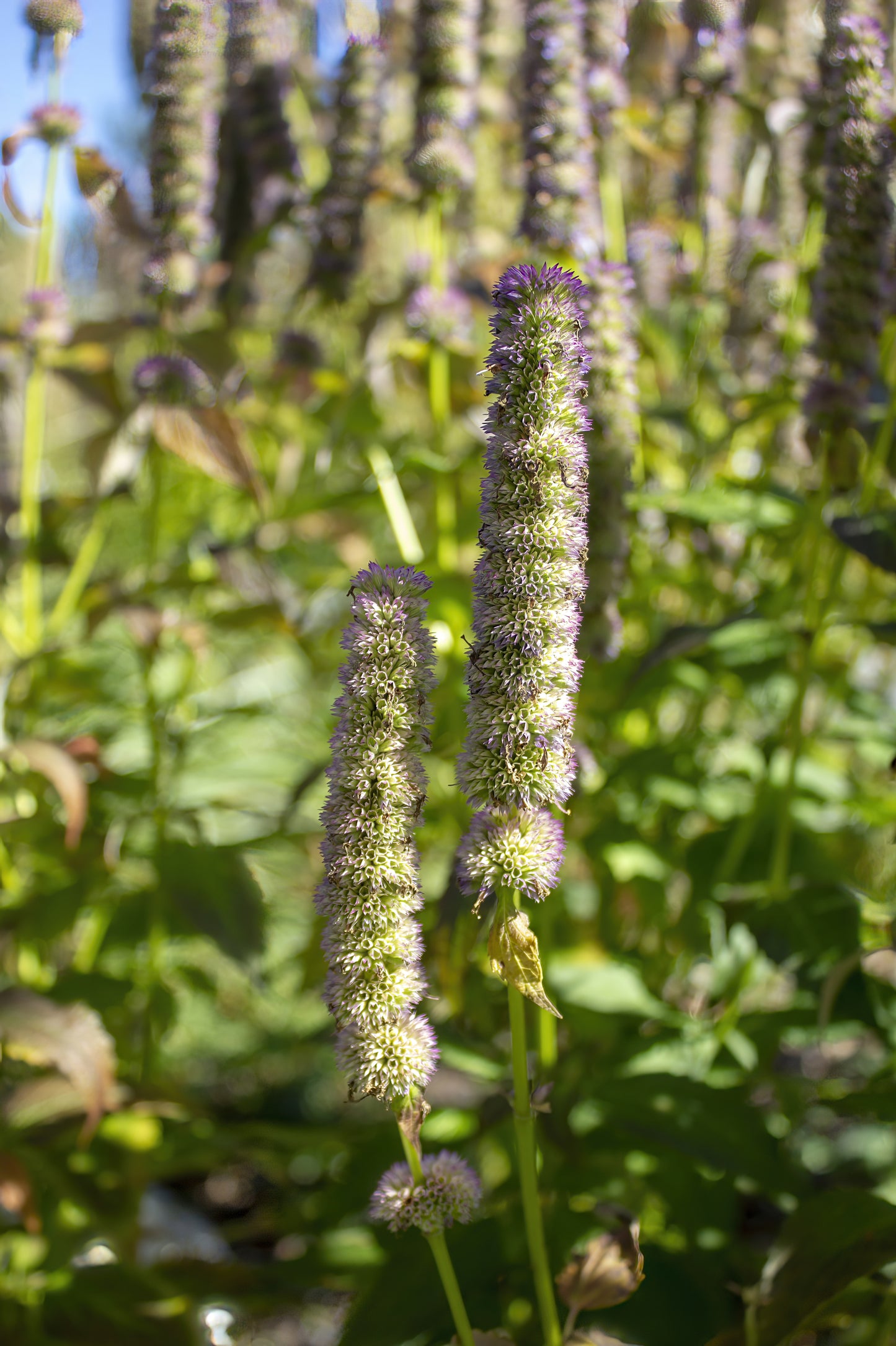 Agastache scrophulariifolia (purple giant hyssop)