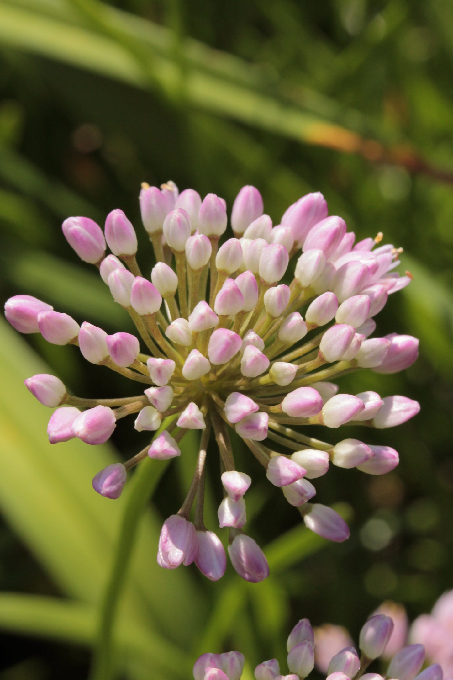 Allium stellatum (prairie onion)