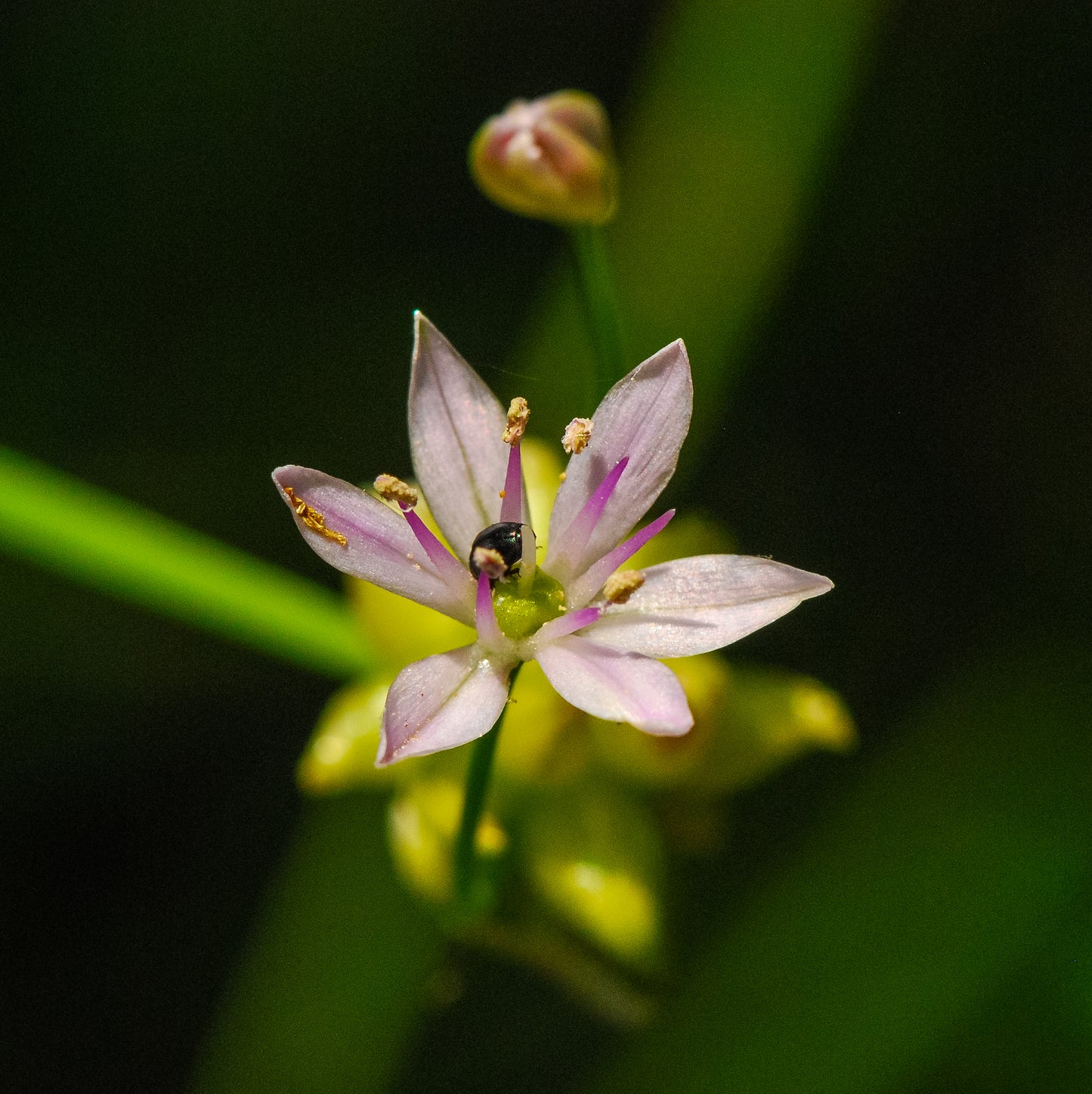 Allium canadense (wild garlic)