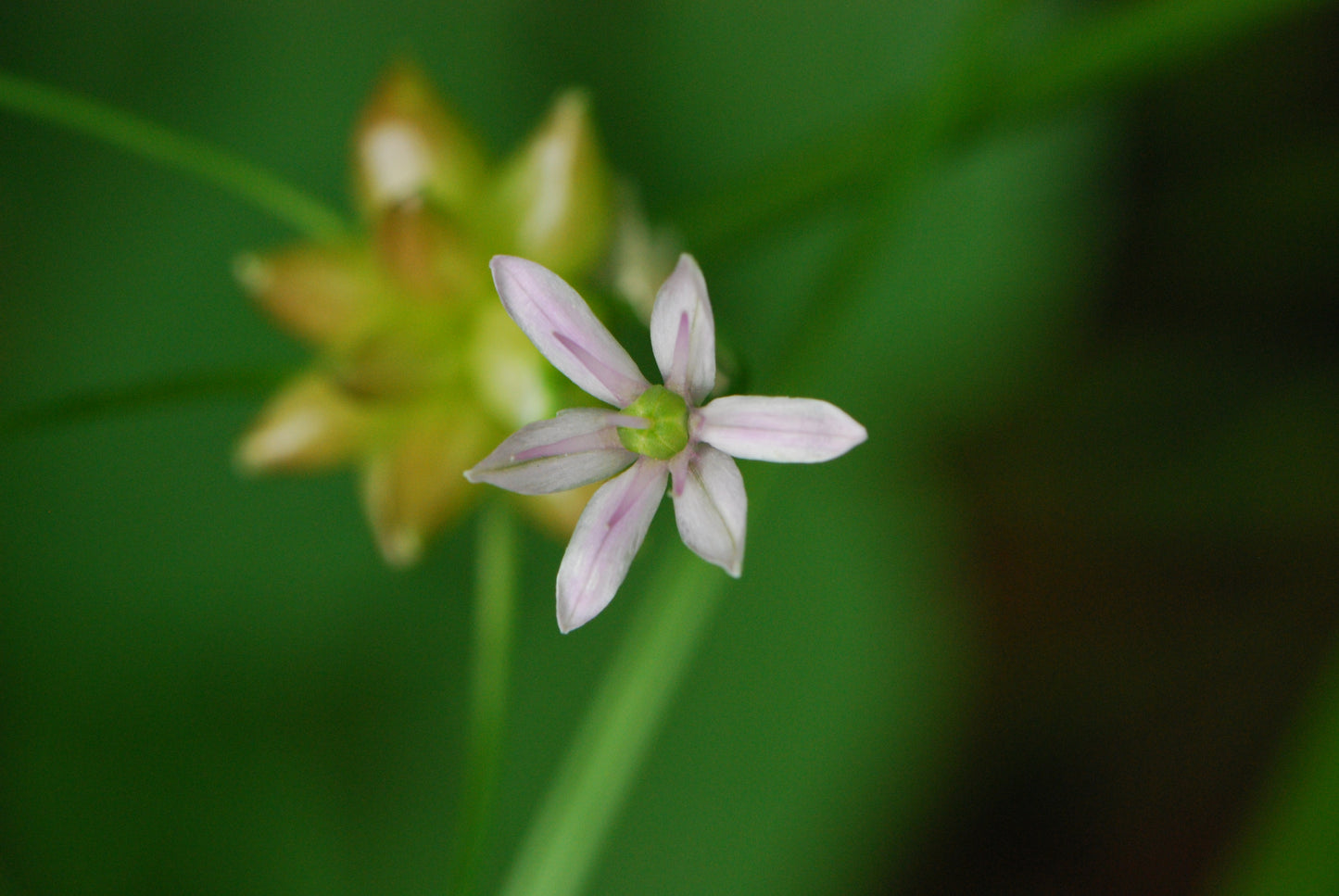 Allium canadense (wild garlic)