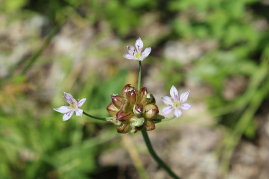 Allium canadense (wild garlic)