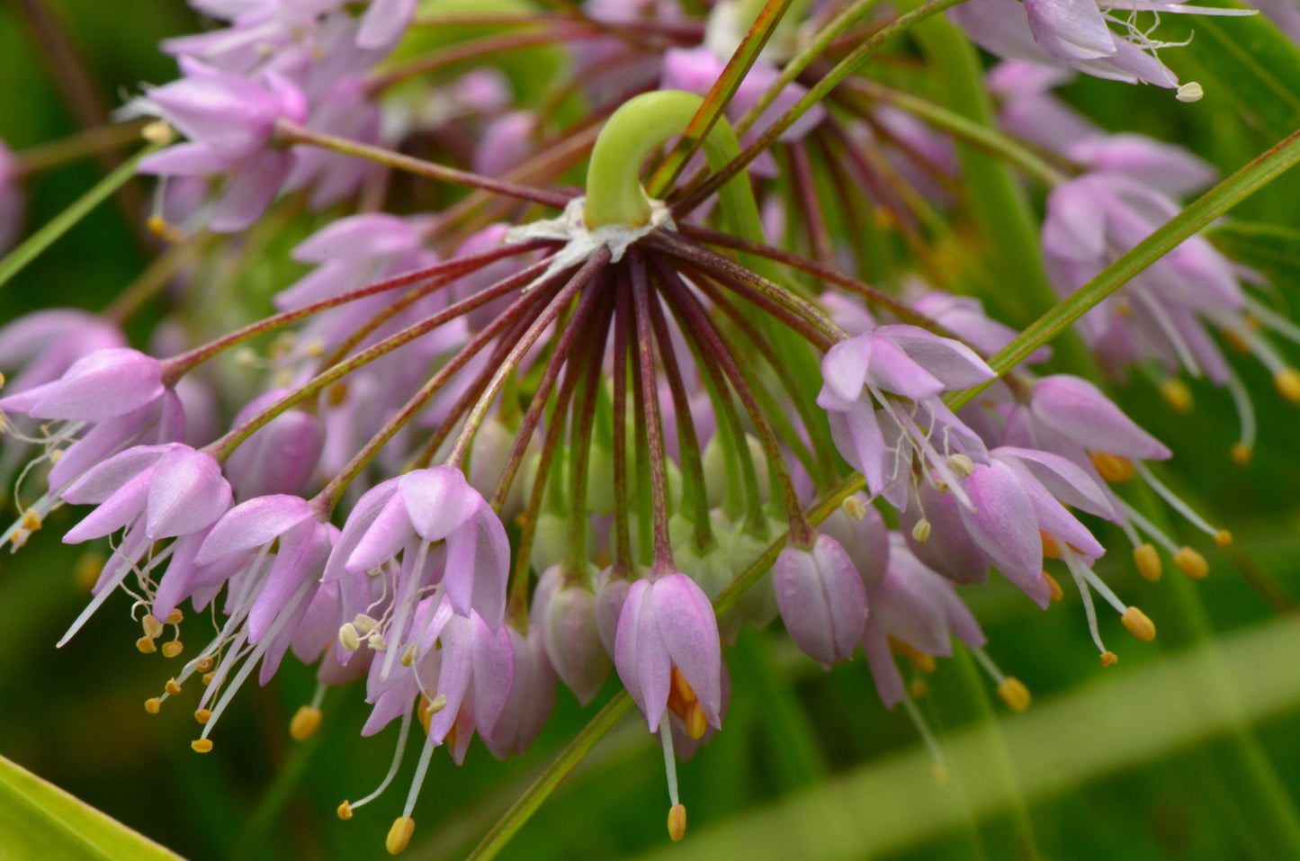 Allium cernuum (nodding onion)