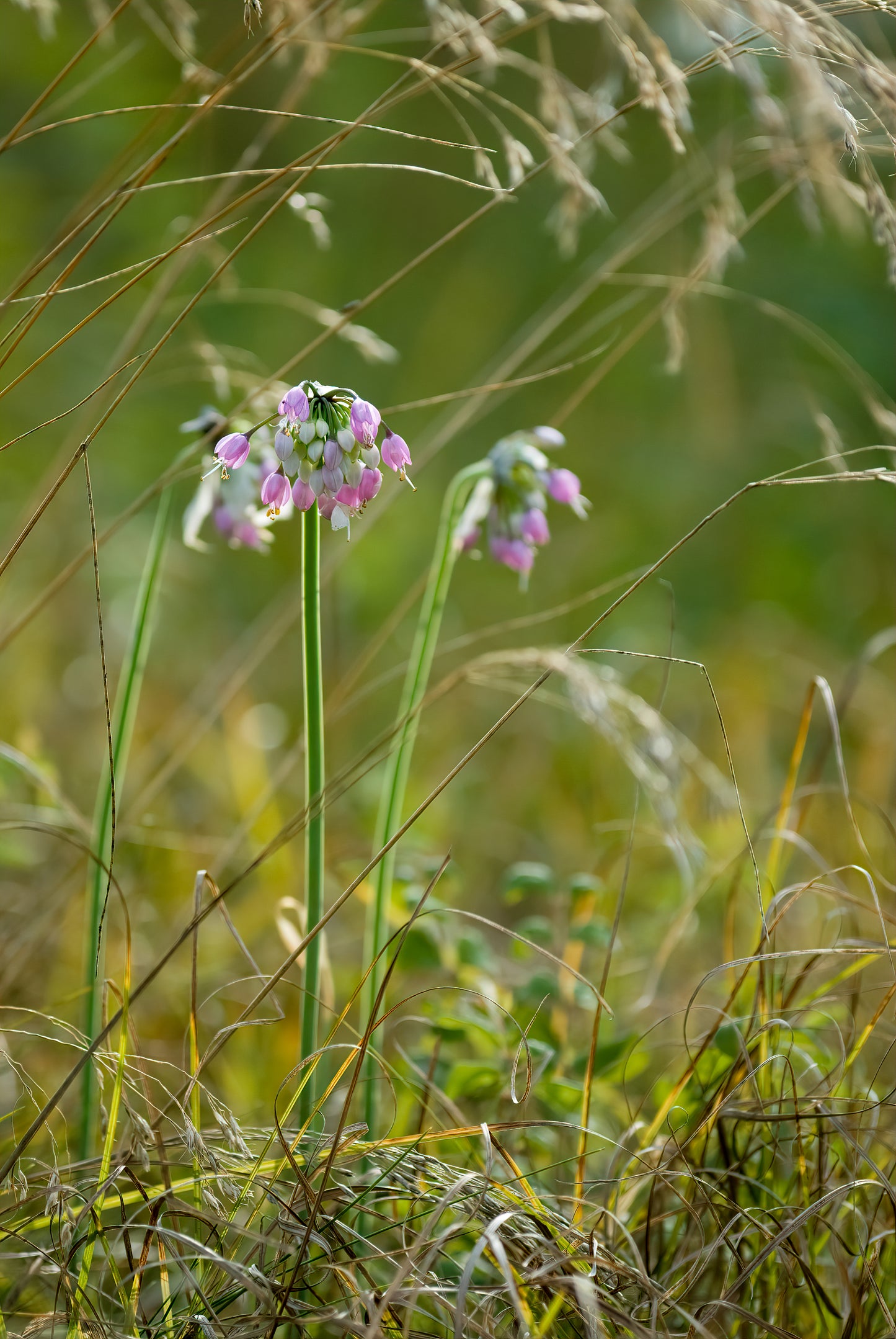 Allium cernuum (nodding onion)