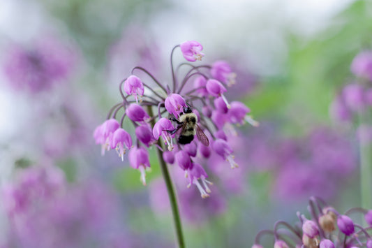 Allium cernuum (nodding onion)