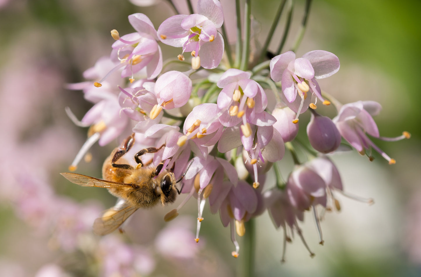 Allium cernuum (nodding onion)