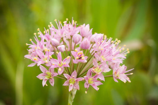 Allium stellatum (prairie onion)