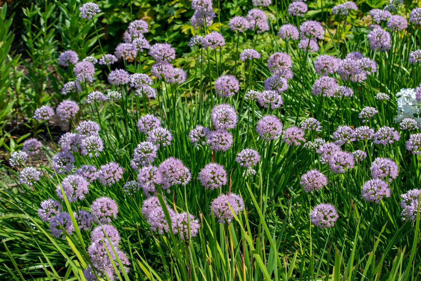 Allium stellatum (prairie onion)