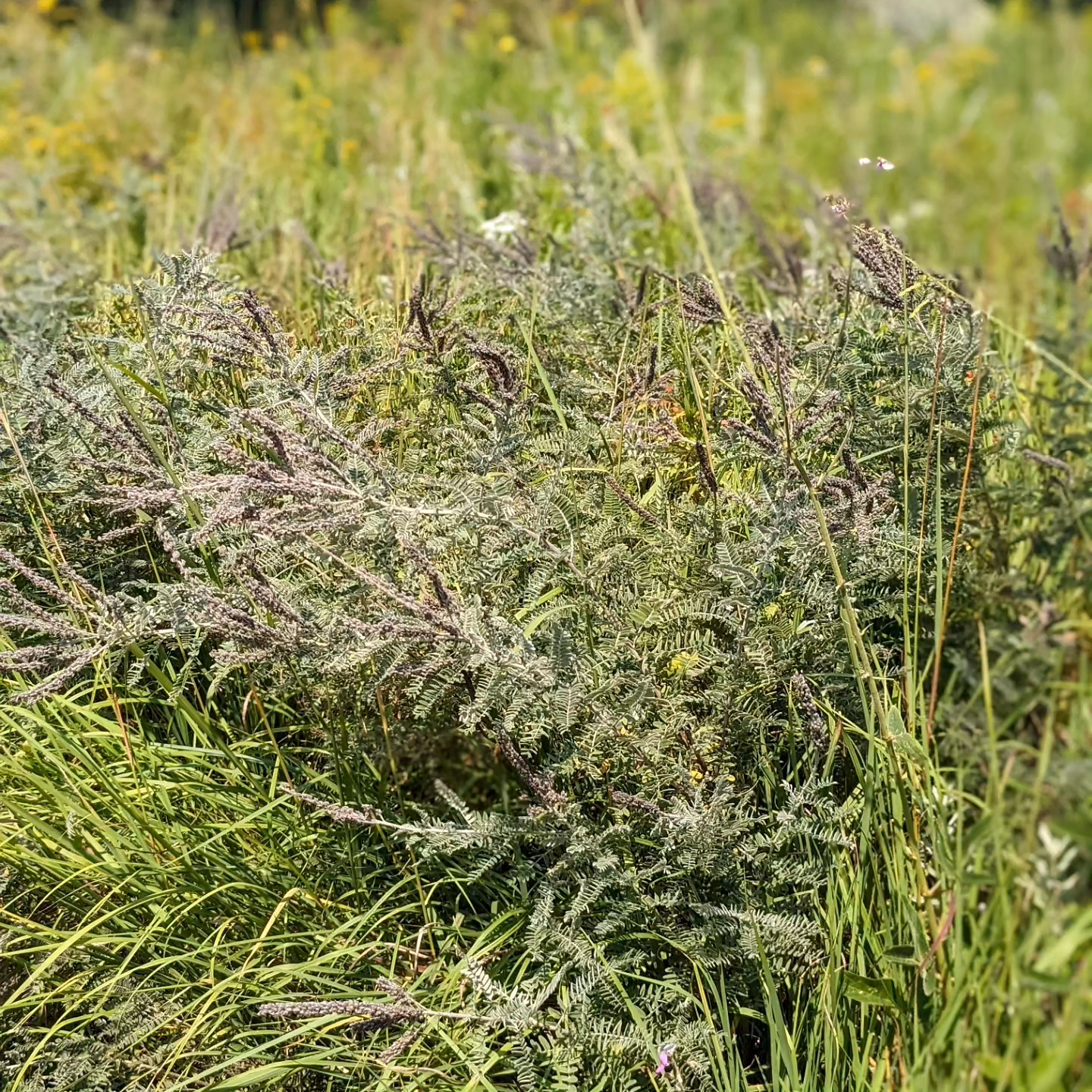 Amorpha canescens (lead plant)