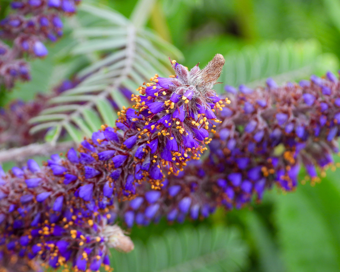 Amorpha canescens (lead plant)