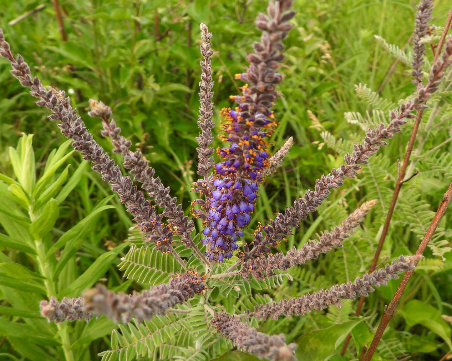 Amorpha canescens (lead plant)