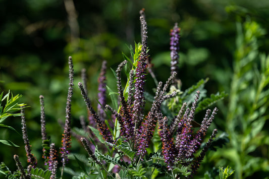 Amorpha canescens (lead plant)