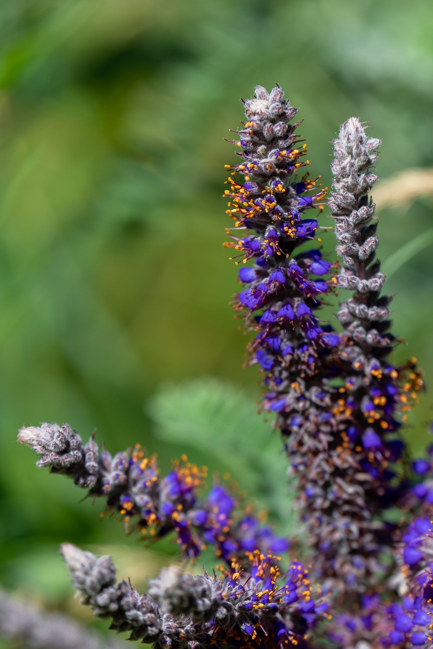 Amorpha canescens (lead plant)