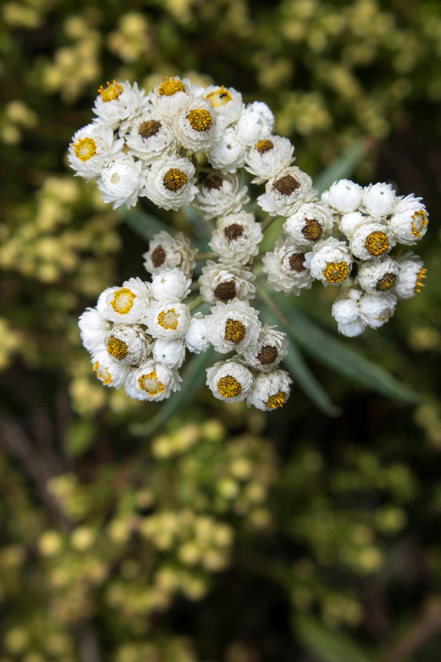 Anaphalis margaritacea (pearly everlasting)