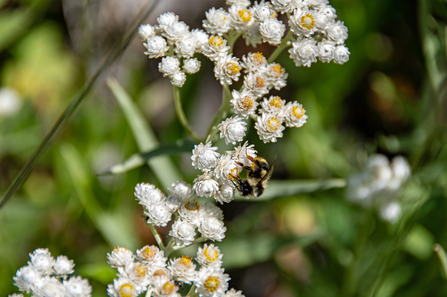 Anaphalis margaritacea (pearly everlasting)